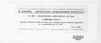 Pseudopeziza medicaginis image